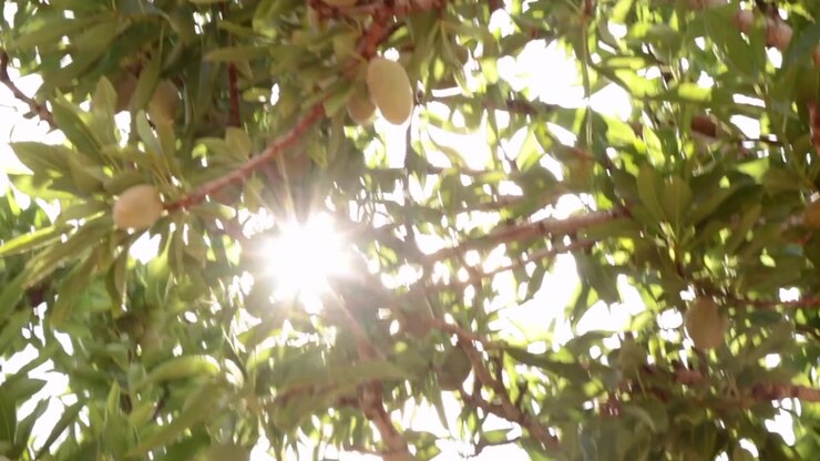 Luce solare che filtra tra le foglie