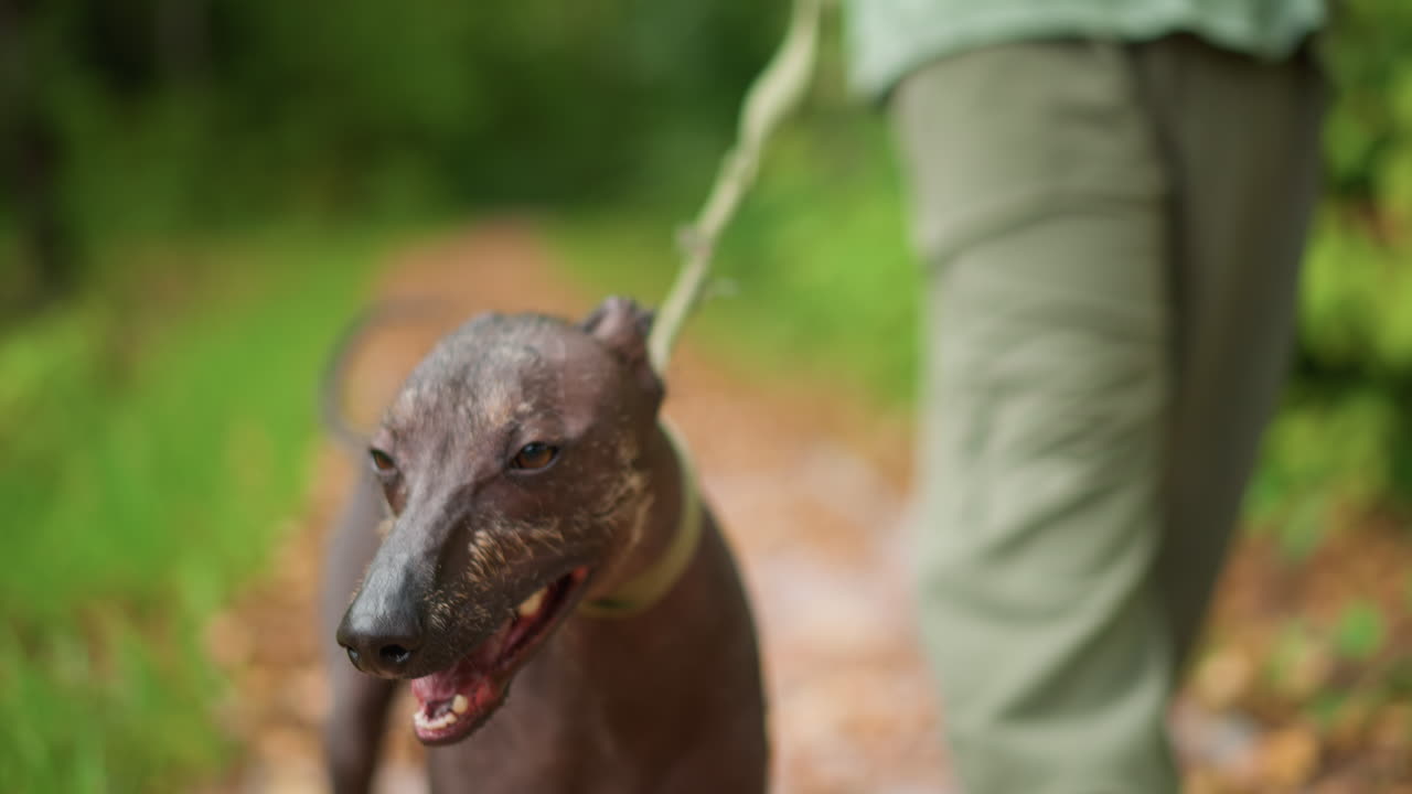 Enthusiastic Journey With Owner And Active Dog, Cheerful Excursion Involving Owner And Energetic Hairless Canine, Delightful Promenade Shared By Passionate Owner And Vibrant Hairless Dog