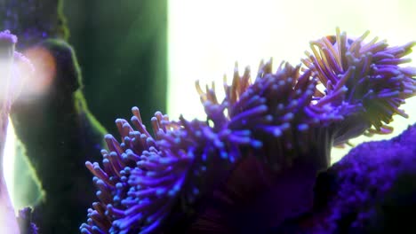 fish swimming around in a fish tank