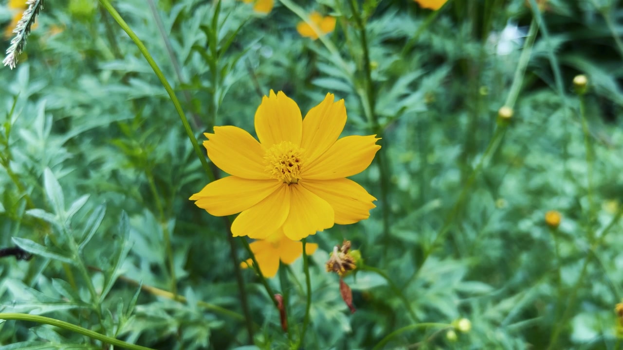 Fiore di Cosmos giallo brillante in fiore in un giardino