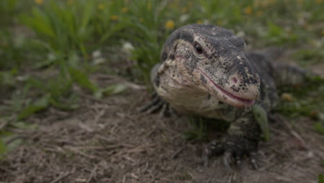 asian water monitor giant lizard tongue in slow motion