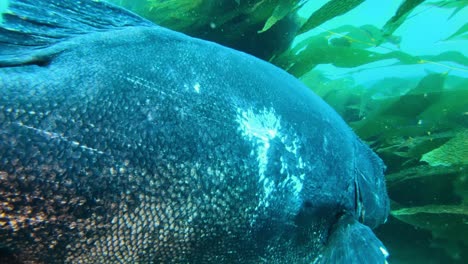 Bosques-De-Algas-Gigantes-En-El-Océano-Limpio,-Encuentro-Increíble-Con-Una-Lubina-Negra-Gigante