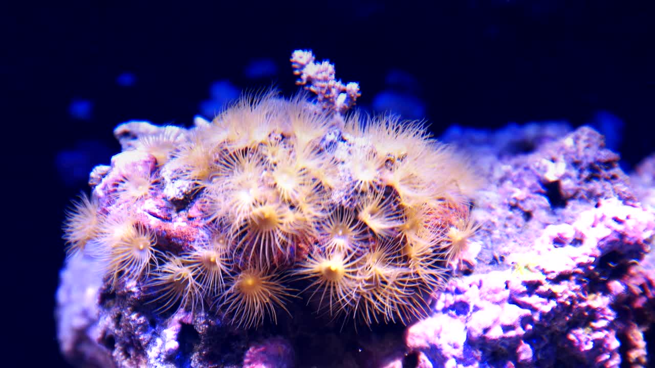 желтые полипы