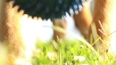 blue ball picked up by a dog from grass