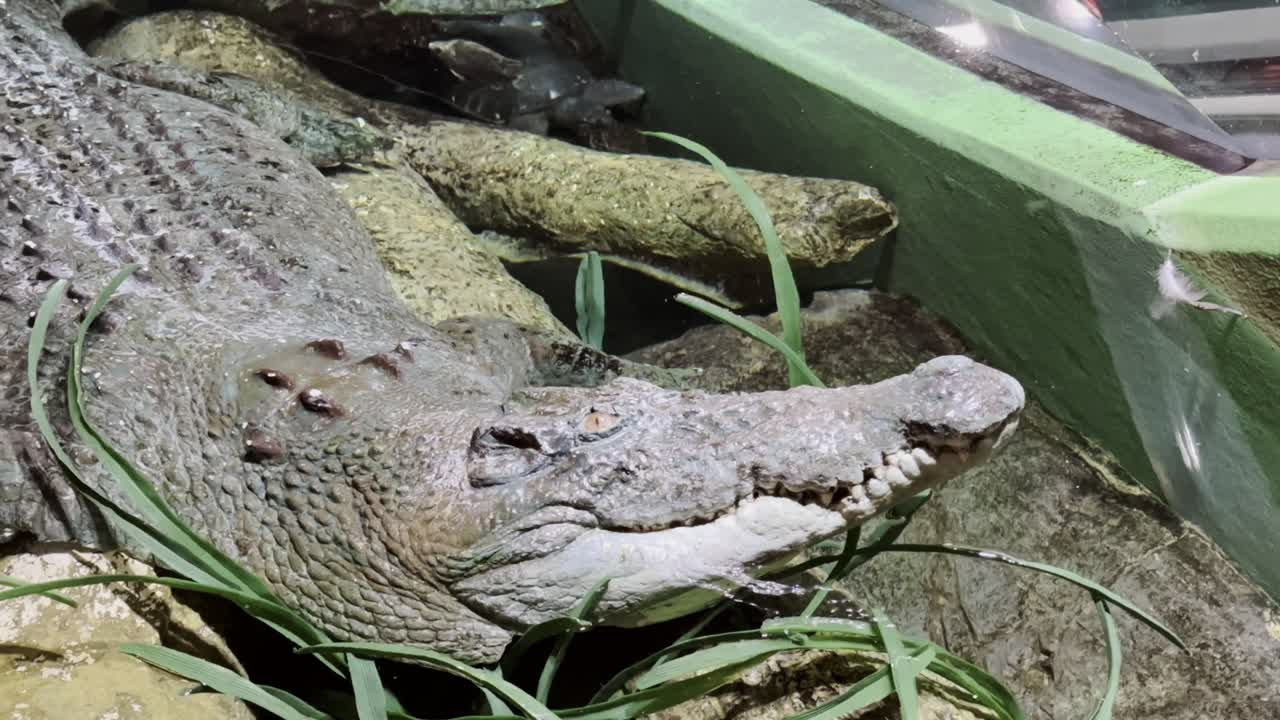 Long crocodile resting on wooden planks and grassy plants in the Shanghai Zoo park, China.