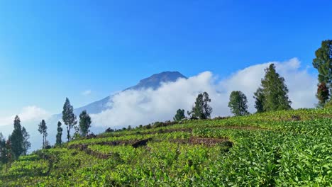 lush tobacco plantation on terraced hills with mount sumbing in the background under blue skies