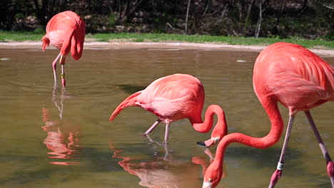 flamingo's walking across each other in the lake