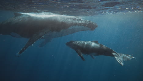 nadando con las ballenas jorobadas en vava'u tonga