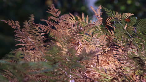 Bronze-coloured-Common-Fern-in-Autumn-sunlight-on-the-floor-of-an-English-Forest,-Worcestershire,-UK