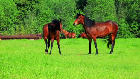 Caballos-Caminando-Sobre-Campo-Verde.-Caballos-Marrones-Pastando-En-El-Pasto