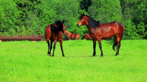 caballos caminando por el campo verde. caballos marrones pastando en el pasto