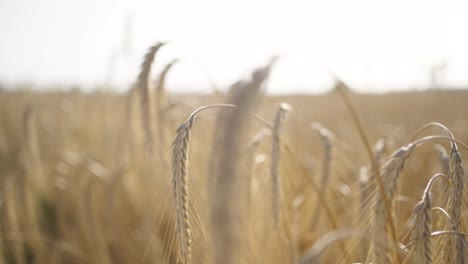 sunlit close-up of wheat stalks in golden field