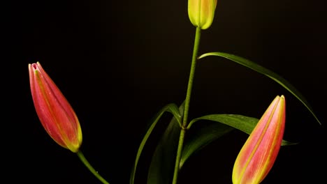 flor rosa 01