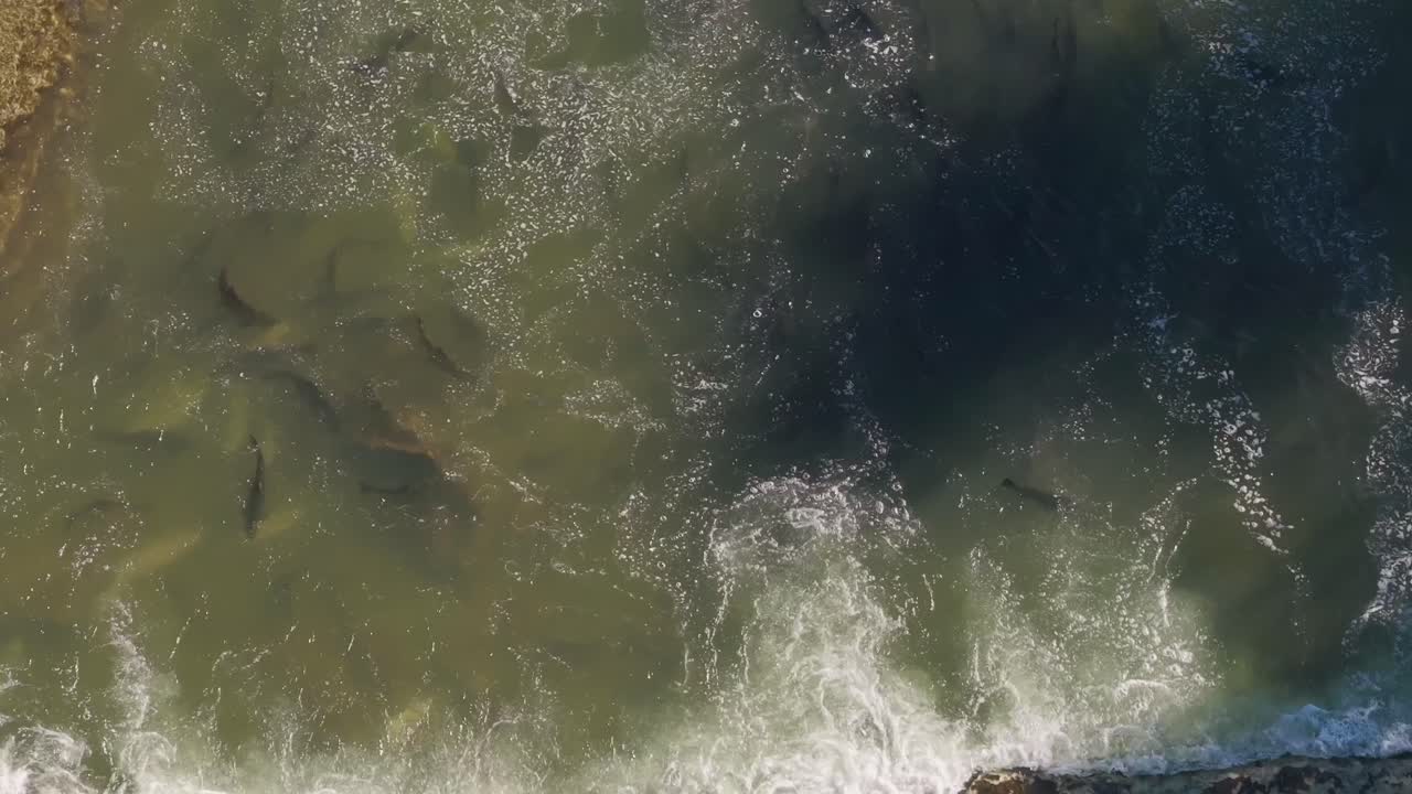 salmón nadando cerca de la costa durante la migración, visto desde una vista aérea sobre el agua