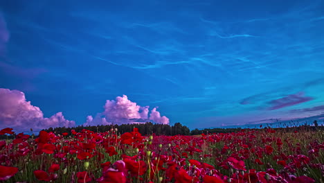 Wolken-Wogen-Und-Wachsen-Im-Erstaunlich-Blauen-Himmel-über-Dem-Leuchtend-Roten-Tulpenfeld-Im-Zeitraffer