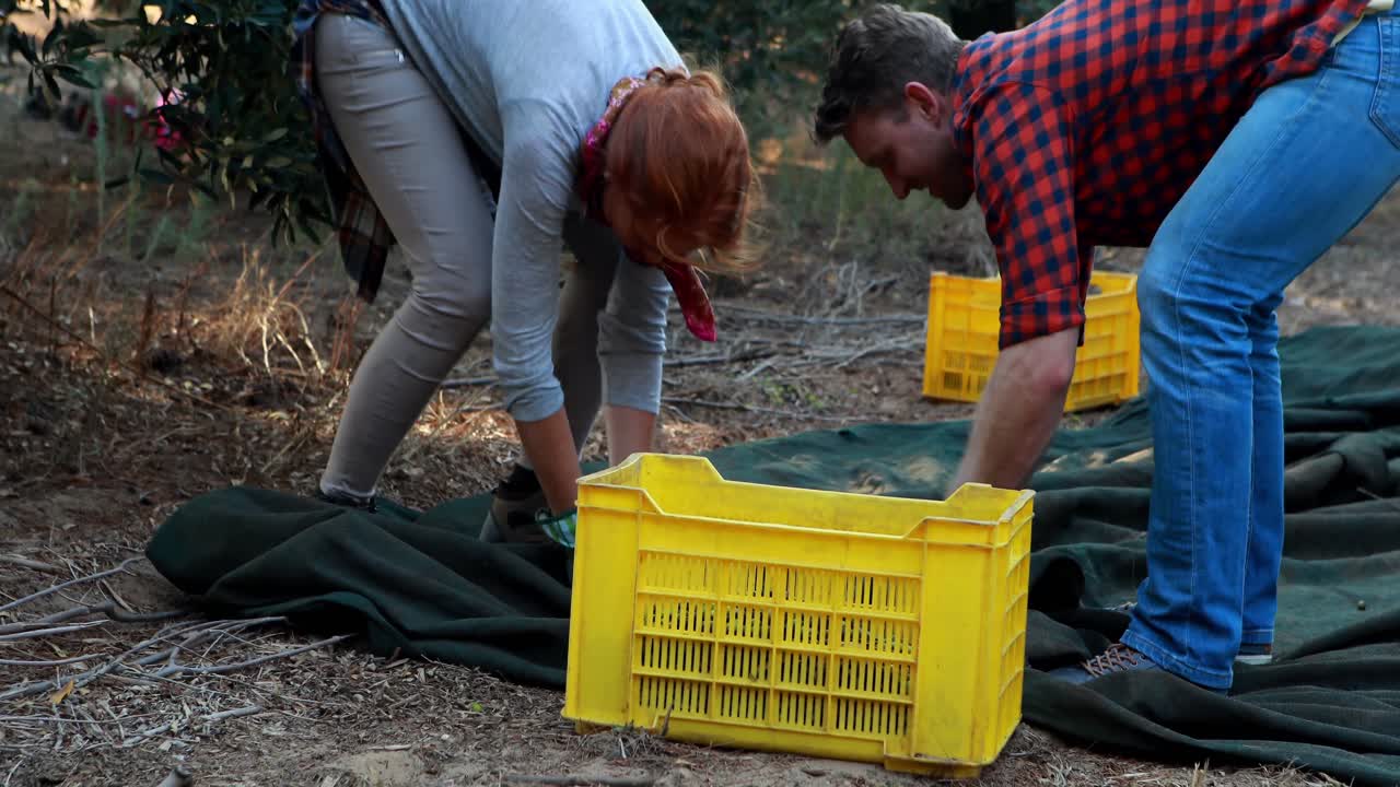 agricultores que ponen las aceitunas cosechadas en cajas