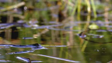 pond water reflections