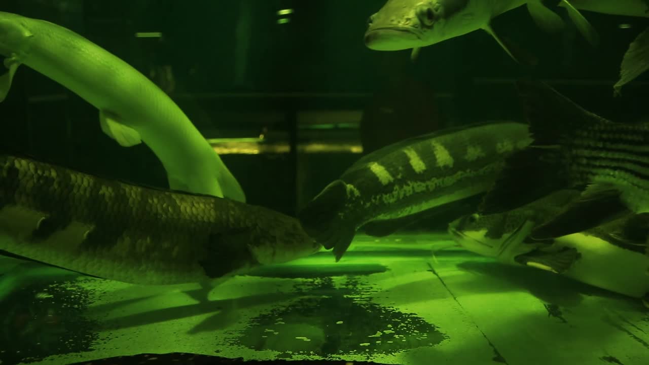 тигровый сорубим, boulengerella cuiveri или бикуда, phractocephalus hemioliopterus или краснохвостый сом, крокодиловый гар и другие рыбы из реки амазонки, продаваемые на рынке чатучак в бангкоке, таиланд