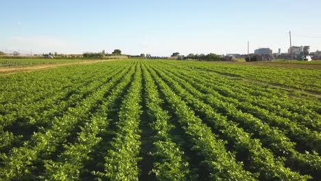 Imágenes-Aéreas-De-Un-Campo-De-Cultivo-De-Lechuga-En-España-Europa-Drone-Verduras-Verdes