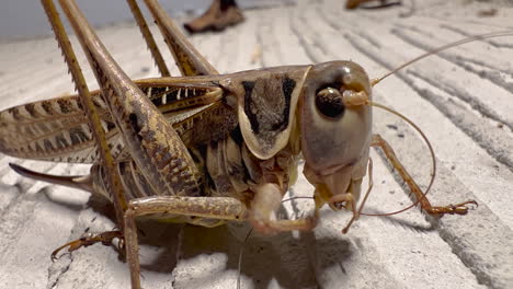 Grasshopper-on-concrete-surface,-macro-shot