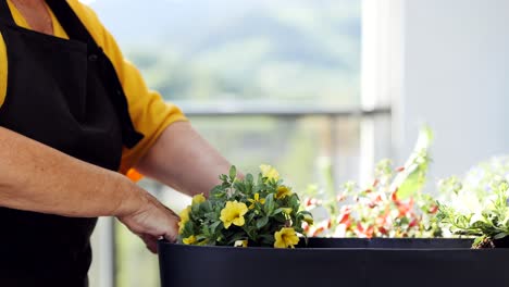 planta de trasplante de la mujer de cultivo