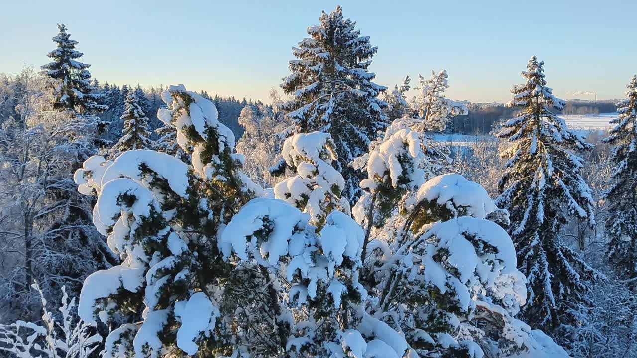 Snow covered majestic trees in white winter forest, snowy nature landscape, Finland