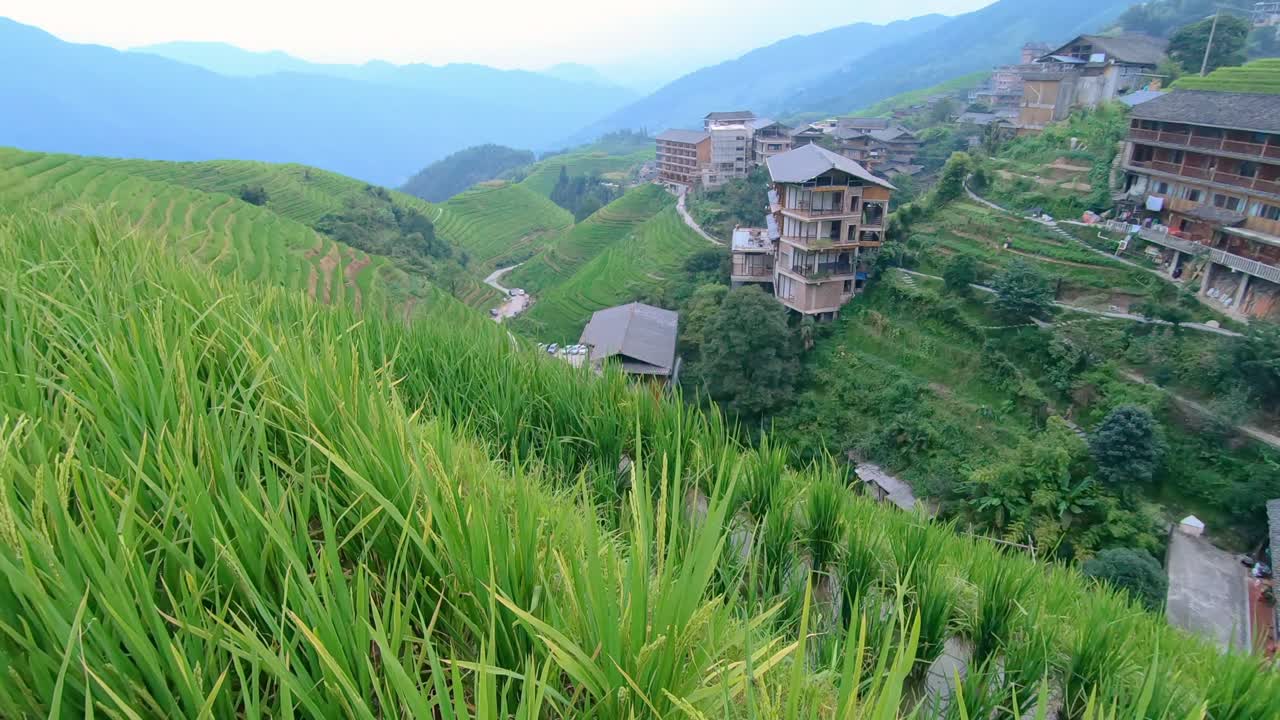 Close up of growing rice on the Longji Rice Terraces and the view of Pingan village, northern Guilin, Guangxi Zhuang Autonomous Region aka Guangxi Province, China