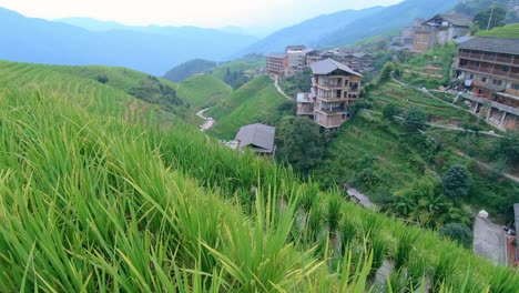 close up of growing rice on the longji rice terraces and the view of pingan village, northern guilin, guangxi zhuang autonomous region aka guangxi province, china