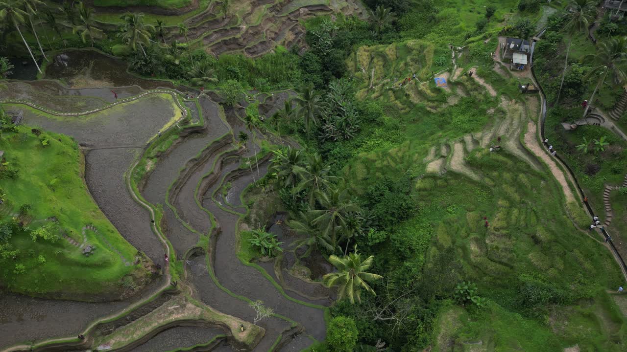 terraza de arroz de tegalalang en bali, indonesia en una tarde nublada, vista desde el aire