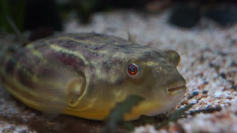 aggressive territorial fahaka pufferfish tetraodon lineatus swimming at