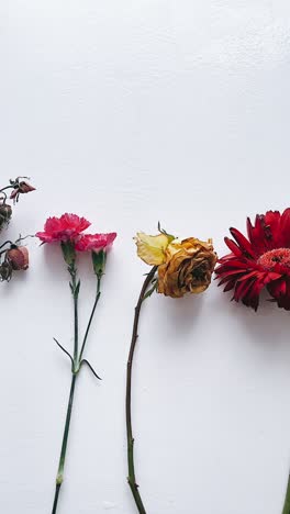 arreglo de flores secas sobre un fondo blanco