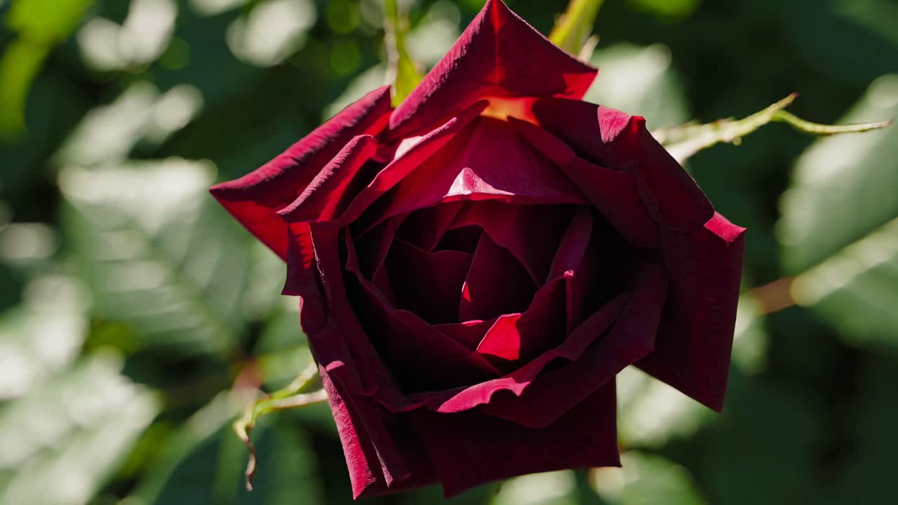Nærbillede af en knoppende rød rose set oppefra, der fremhæver dens levende farve