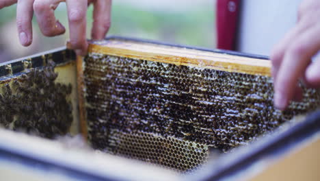 Der-Imker-Legt-Leere-Rahmen-In-Den-Bienenstock