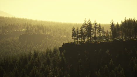 Bosques-De-Pinos-En-La-Base-De-La-Montaña-En-Un-Día-Soleado-De-Verano