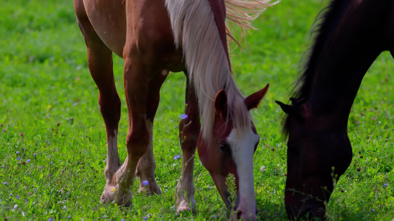 par de caballos pastando en el prado con hierba verde en verano