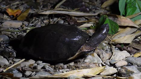 Tortuga-Negra-De-Pantano,-Siebenrockiella-Crassicollis