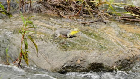 Grey-Wagtail-Bird-Feeding-on-Fast-Flowing-Stream-Bank-and-Scratches-Head-With-Leg