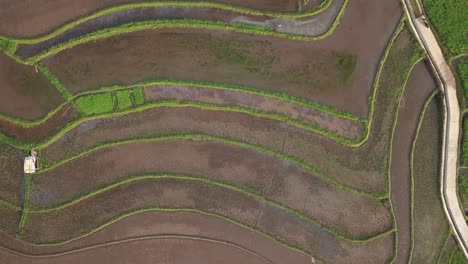 Aerial-overview-shot-of-several-paddies-with-growing-rice-in-Indonesia-during-daytime