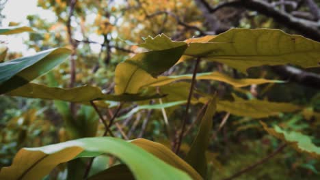 Grüne-Bäume-In-Hawaii-Sonnengrüne-üppige-Tropische-Pflanzen