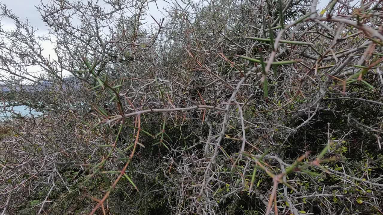 Camera moves through dense, thorny bush with long spikes beside a lake under overcast daylight. A hand briefly enters the frame, indicating interaction