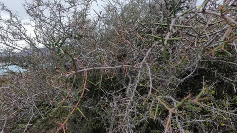 camera moves through dense, thorny bush with long spikes beside a lake under overcast daylight. a hand briefly enters the frame, indicating interaction