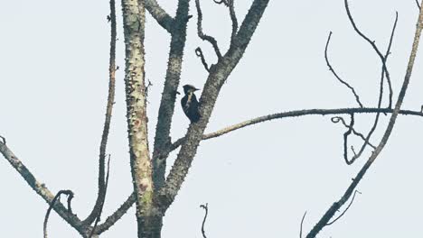 seen in between branches pecking for some worms