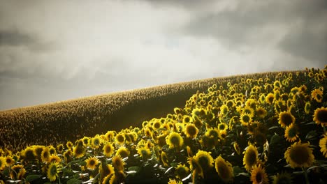 Wunderschöne-Sonnenblumen-Und-Wolken-In-Einem-Sonnenuntergang-In-Texas