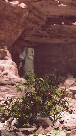 a small green bush grows in the shade of a cave in a rocky desert environment