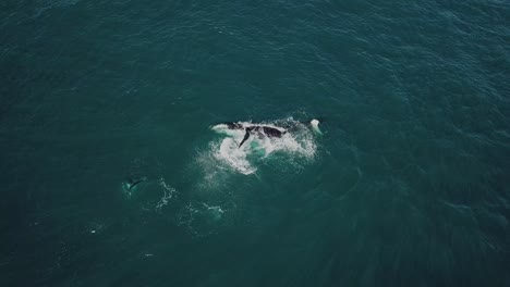 Toma-Aérea-De-La-Madre-Y-La-Cría-De-Ballenas-Jorobadas-Saltando