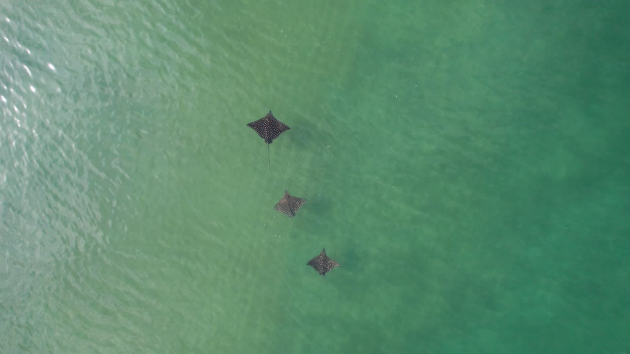 Tres rayas águila manchadas nadando en aguas cristalinas turquesas
