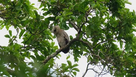 Visto-Moviendo-La-Cabeza-Mientras-Intentaba-Concentrarse-En-Algo-Debajo,-Bubo-Nipalensis-De-Búho-Real-De-Vientre-Manchado,-Parque-Nacional-De-Kaeng-Krachan,-Tailandia