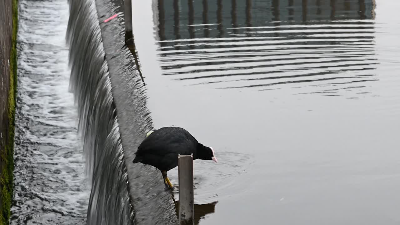 евразийский лысун отдыхает рядом с кингс-кросс и сан-панкрас, лондон, соединенное королевство