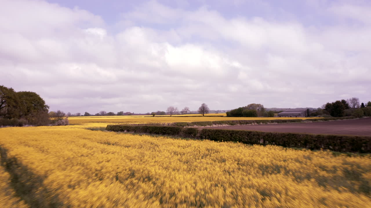 sobrevuelo aéreo del campo de colza en flor de primavera