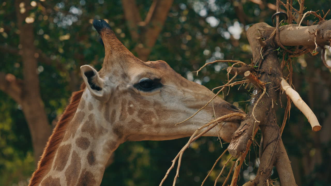 Close-up of a giraffe eating branches